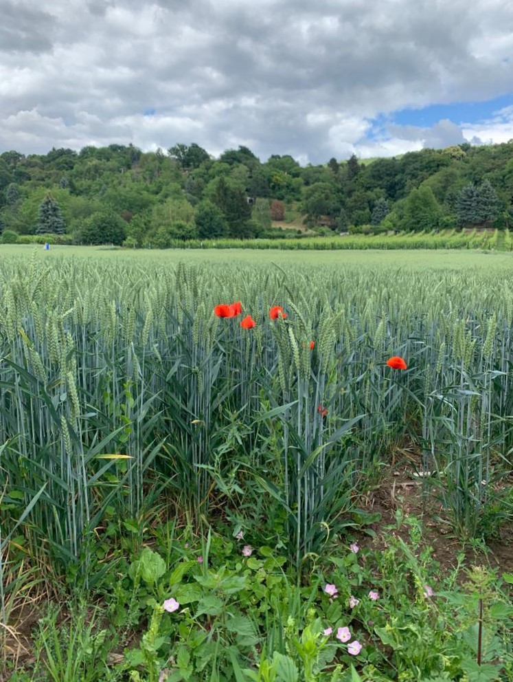 하이델베르크에서 차로 5분이면 도착하는 로바흐시의 광활한 밀밭과 포도밭