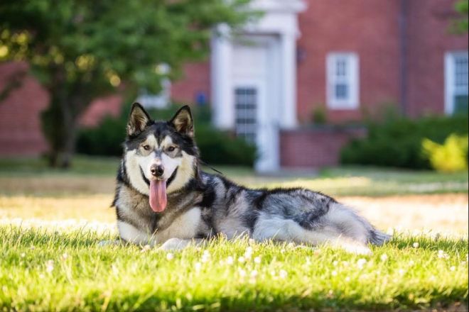 알라스칸 말라뮤트 애완견 보.