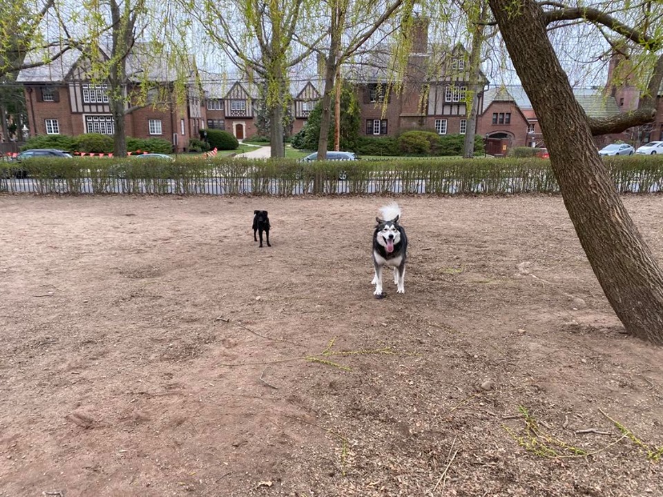 도그 파크 (애완견 놀이터)에서 보의 친한 친구 Beluga와 함께. 