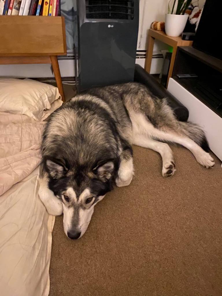 에어콘 앞 자기전 알라스칸 말라뮤트 애완견 보. 