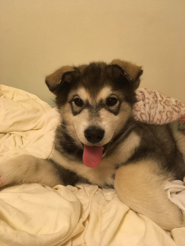 대형 애완견 알라스칸 말라뮤트 보