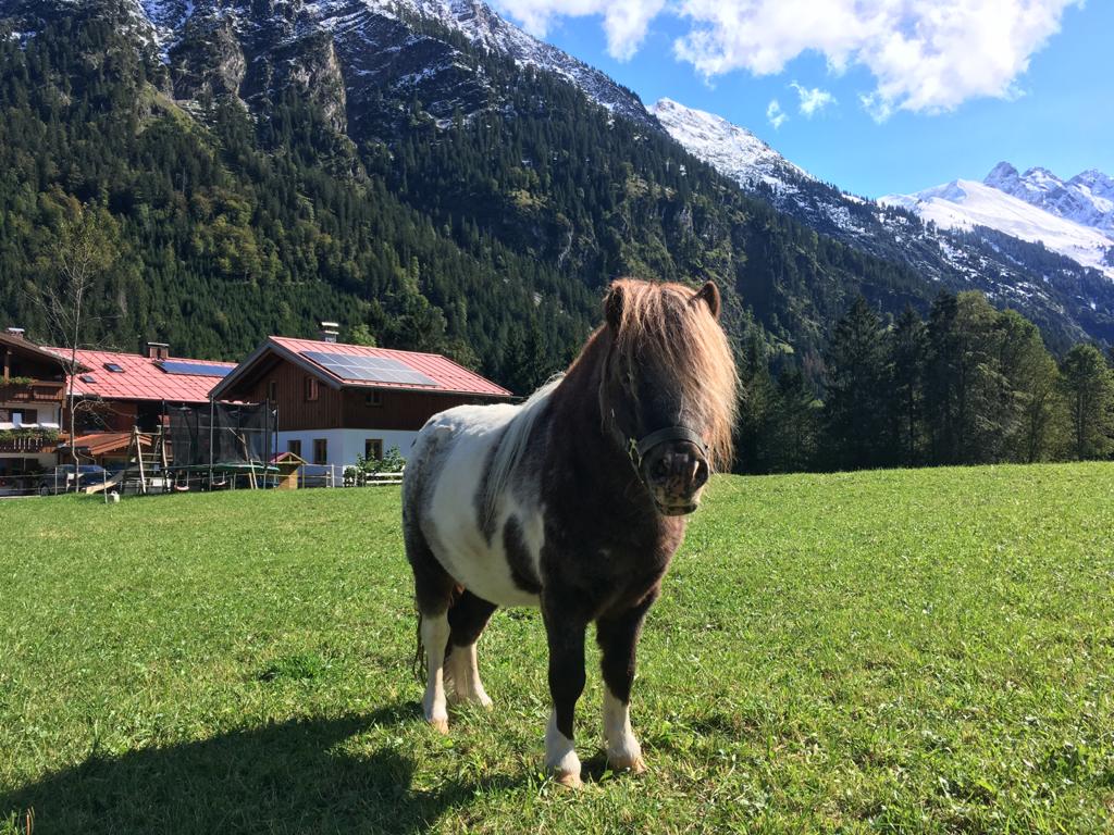 알프스지역 오버스트도프의 청정 자연에서 만난 스타일리쉬한 동물친구