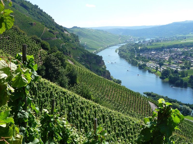 독일의 유명 와인산지 모젤Mosel 지역의 가파른 언덕 위에 빽빽히 들어선 포도밭